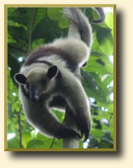 ant-eater, photo taken during a tour to Carara National Park