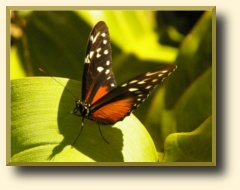 butterfly, La Paz waterfall gardens tour