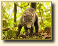 coati, photo taken during a tour to Poas Volcano