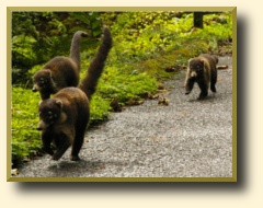 Coatis on a road in Costa Rica
