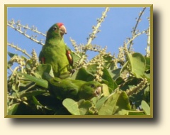 Green Parrots, photo taken right at the Mango Valley hotel in Grecia, Costa Rica