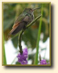 Humming bird, photo taken at the hotel grounds