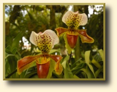 orchids, botanical garden Costa Rica