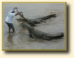Costa Rica tour, Carara, Tarcoles bridge